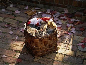 TGA 2024：最佳格斗游戏《铁拳8》