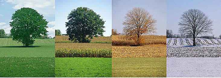  想和岛主偷懒的新女神「梅格（CV：富田美忧）」新登场！ 